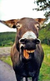 WP8桌面安卓版安装最新版2024